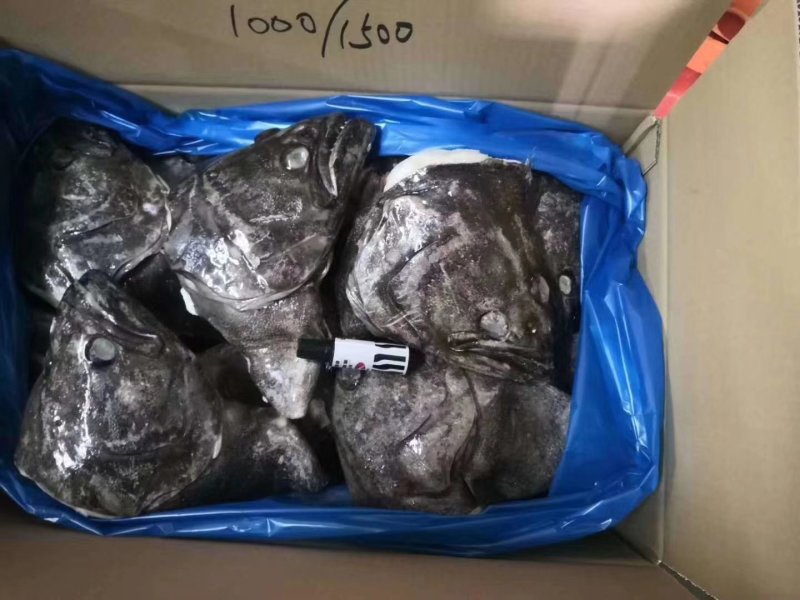 15公斤装单冻格陵兰鲽鱼头直切