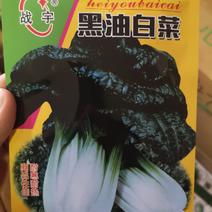 黑油白菜种子耐寒耐热叶片肥厚商品性佳