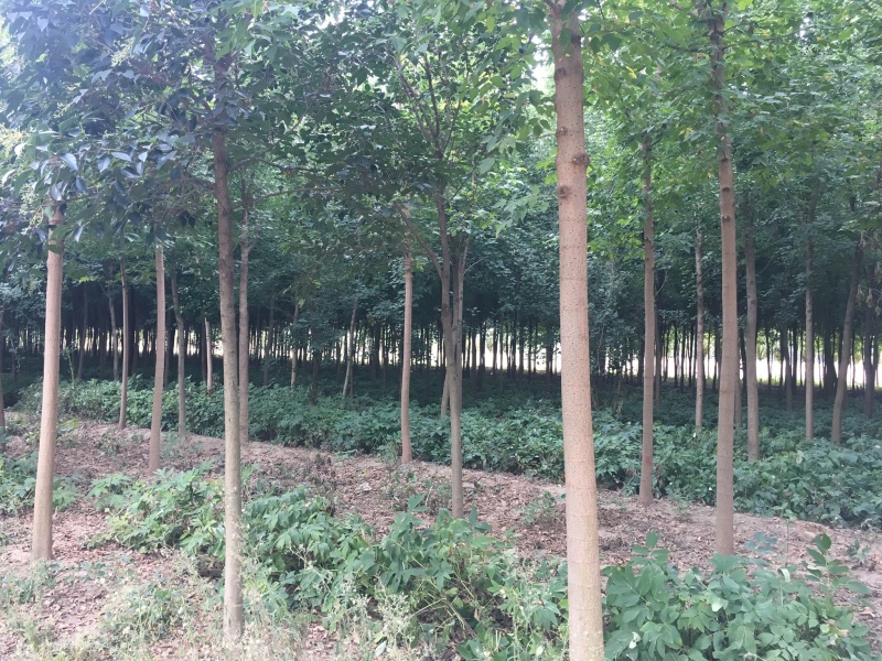 出售6～9公分金叶复叶槭，干直冠型好，自己苗圃。