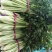 芹菜西芹50cm以上质量好货源充足