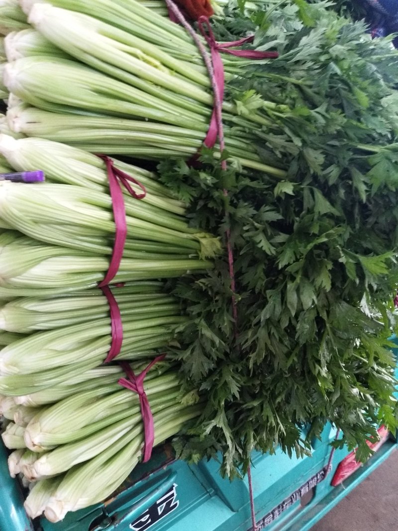 芹菜西芹50cm以上质量好货源充足