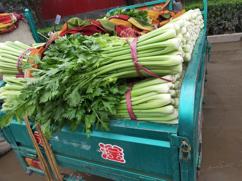 芹菜西芹50cm以上质量好货源充足