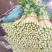 芹菜西芹50cm以上质量好货源充足