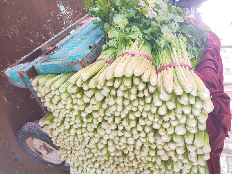 芹菜西芹50cm以上质量好货源充足
