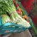 芹菜西芹50cm以上质量好货源充足
