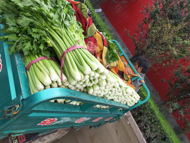 芹菜西芹50cm以上质量好货源充足