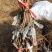 河北嫁接蓝宝石葡萄苗基地直销正品保证