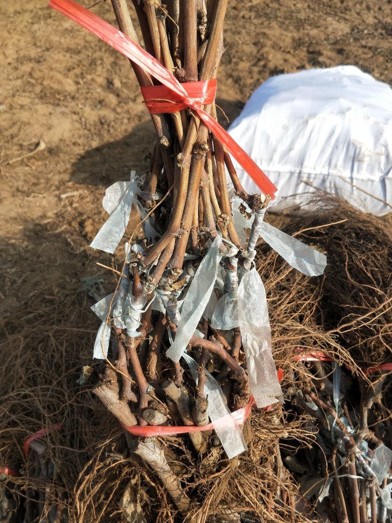 河北嫁接蓝宝石葡萄苗基地直销正品保证