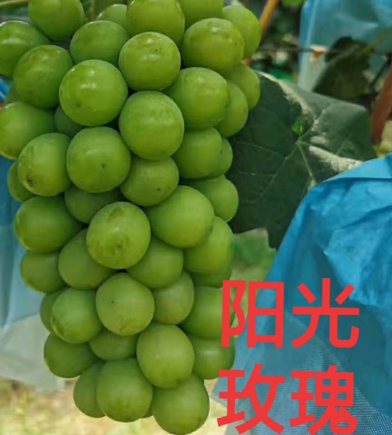 河北嫁接蓝宝石葡萄苗基地直销正品保证