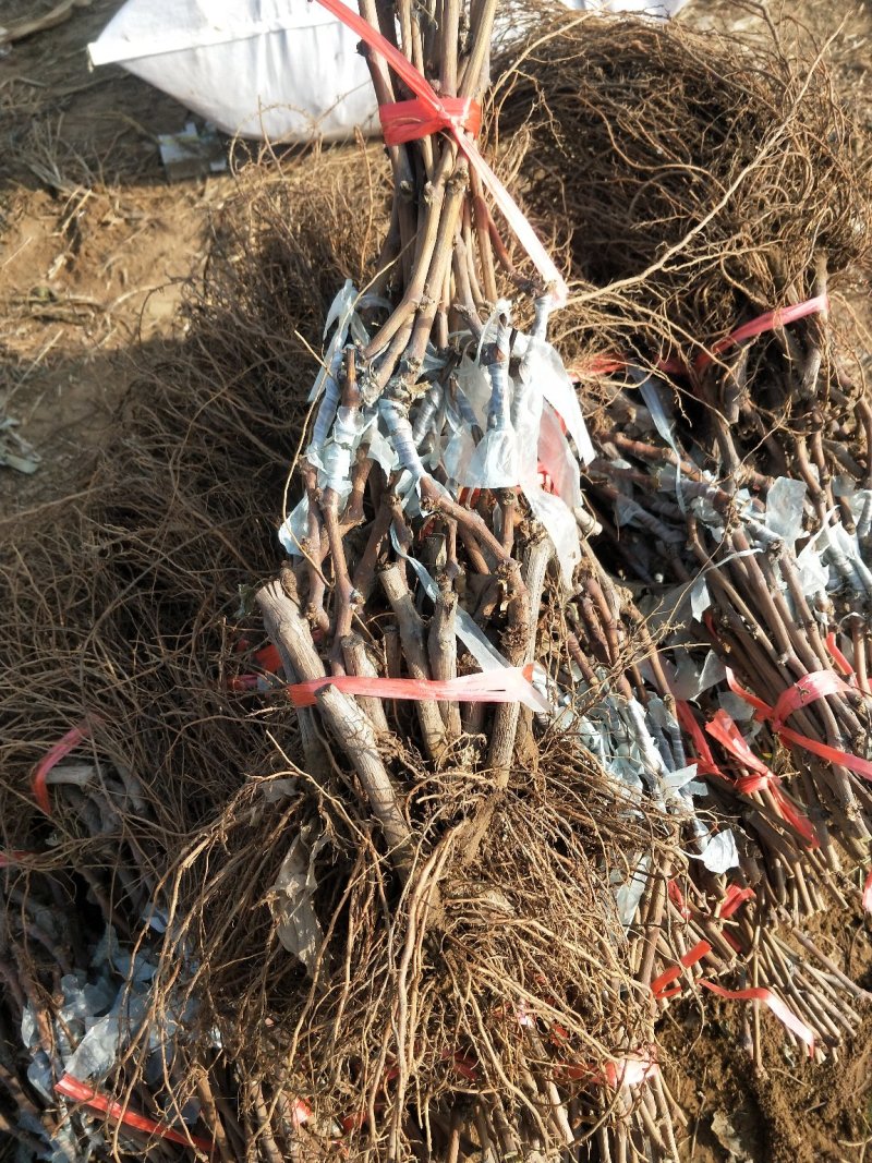 河北嫁接蓝宝石葡萄苗基地直销正品保证