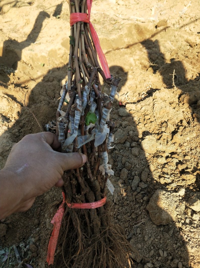 河北嫁接蓝宝石葡萄苗基地直销正品保证