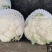 菜花支持找车，专业代办，精诚合作，保质保量，