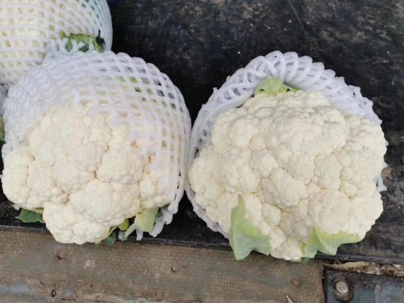 菜花支持找车，专业代办，精诚合作，保质保量，