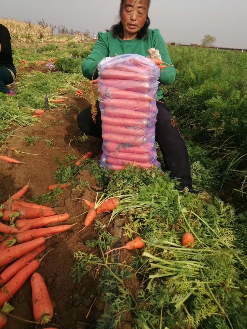 【热卖中】精品胡萝卜，现摘现发，保质保量可对接商超市场