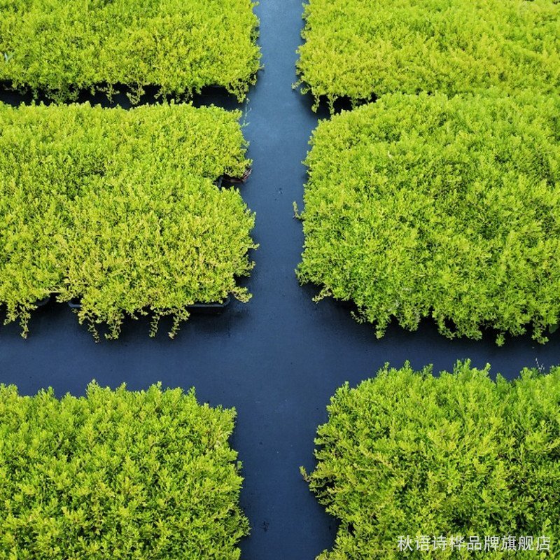 新型生态果树地布防草布除草布地膜抑草遮光透气耐用农用果园