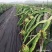 新型生态果树地布防草布除草布地膜抑草遮光透气耐用农用果园