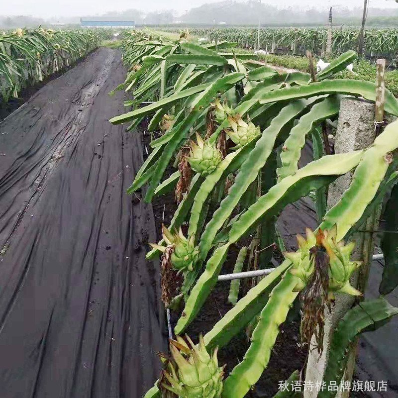 新型生态果树地布防草布除草布地膜抑草遮光透气耐用农用果园
