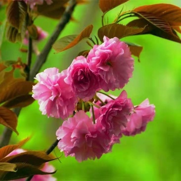 日本早樱苗日本晚樱苗日本樱花苗日本樱花小苗包邮！