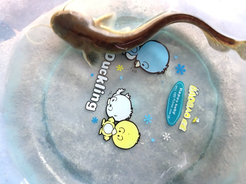 鲶鱼苗公分苗大规格苗