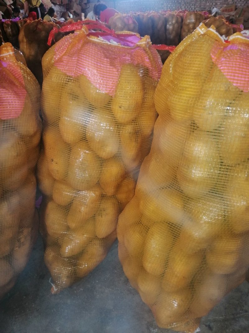 荷兰15土豆，三两通天，颜色好，个头大，货量充足，万亩基