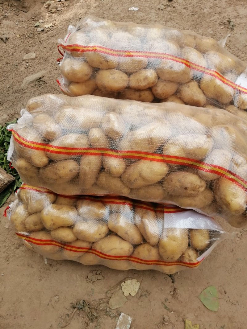 荷兰15土豆，三两通天，颜色好，个头大，货量充足，万亩基