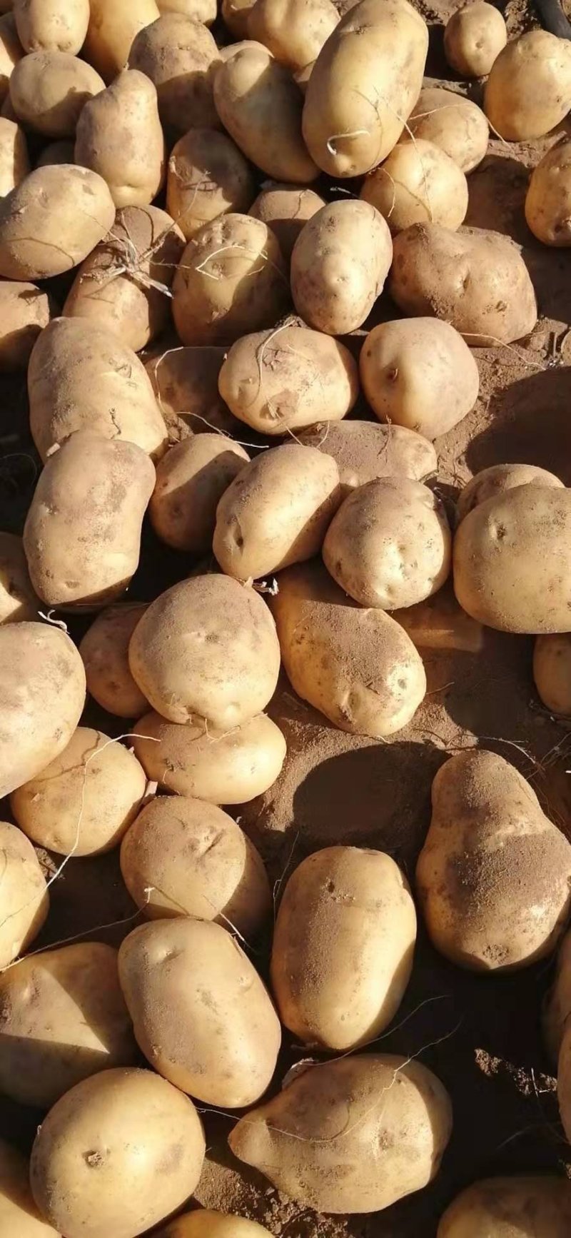 荷兰15土豆，三两通天，颜色好，个头大，货量充足，万亩基
