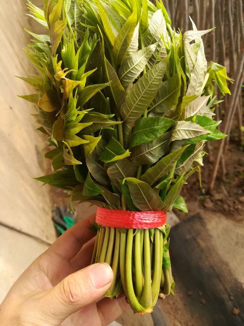 新鲜香椿芽上市