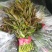 新鲜香椿芽上市