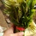 新鲜香椿芽上市
