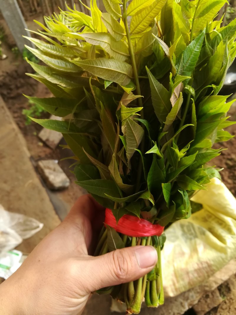 新鲜香椿芽上市