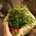 新鲜香椿芽上市