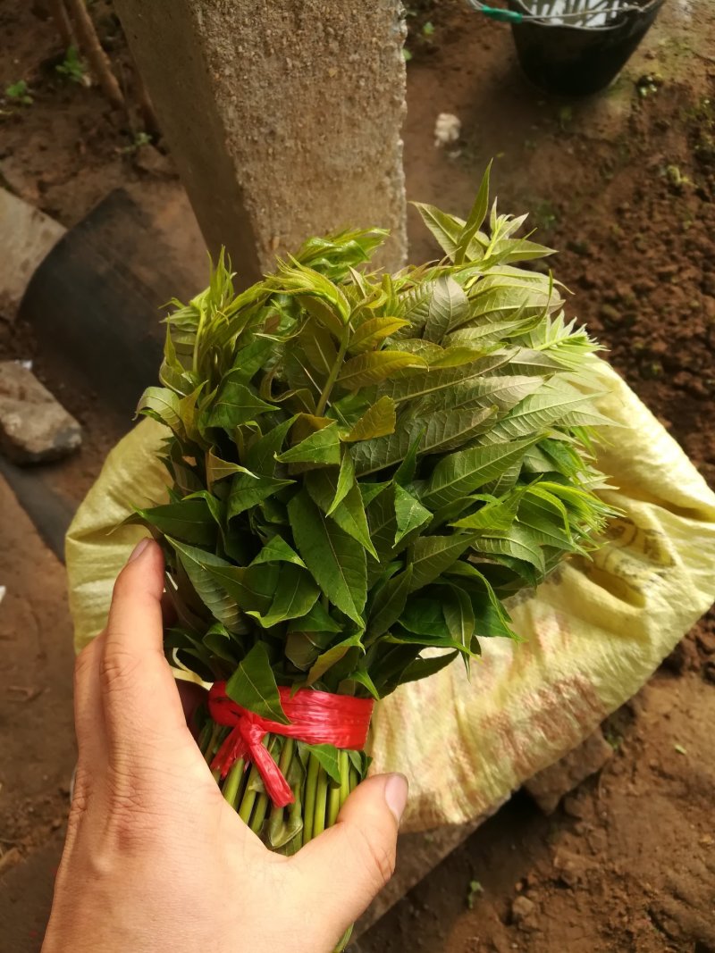 新鲜香椿芽上市