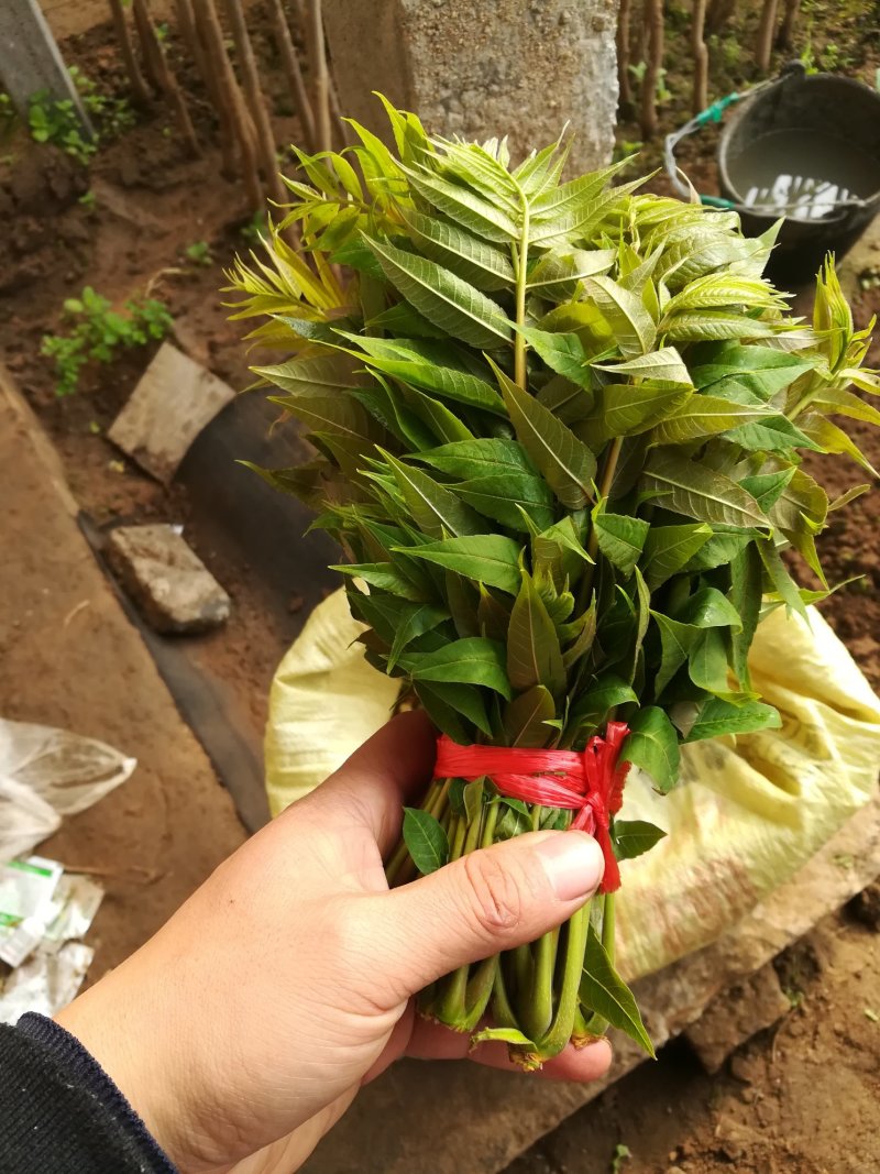 新鲜香椿芽上市