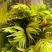 新鲜香椿芽上市