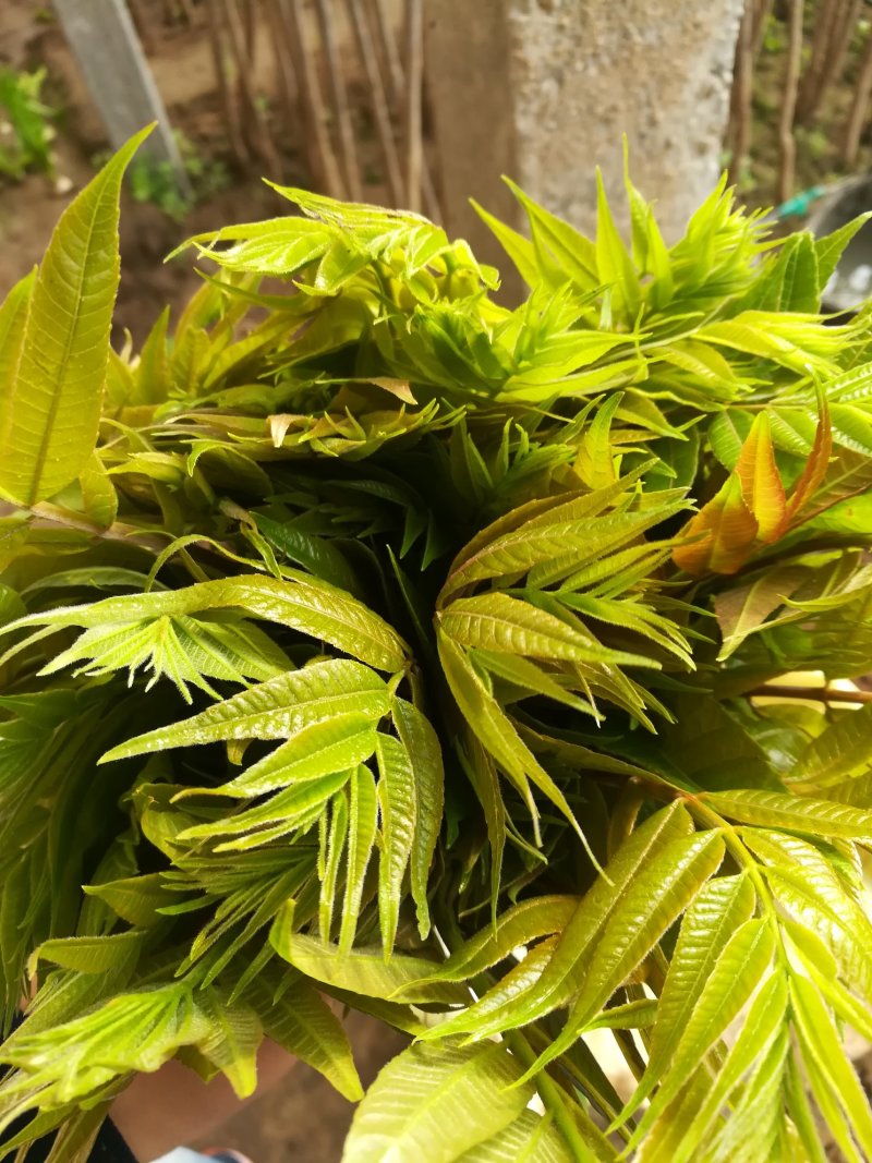新鲜香椿芽上市