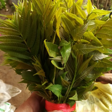 新鲜香椿芽上市