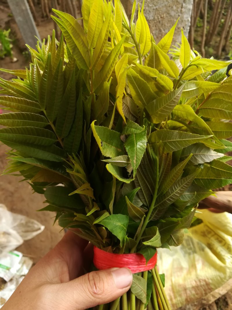 新鲜香椿芽上市