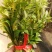 新鲜香椿芽上市