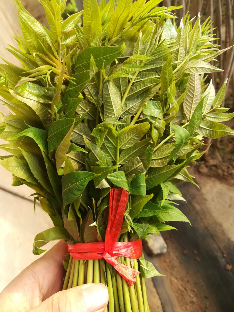 新鲜香椿芽上市