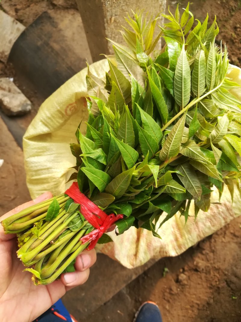 新鲜香椿芽上市