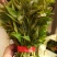 新鲜香椿芽上市