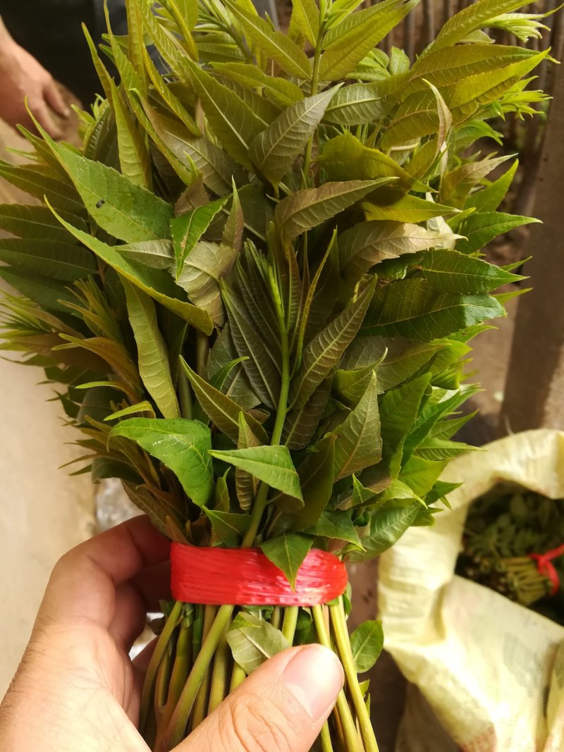 新鲜香椿芽上市