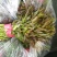 新鲜香椿芽上市