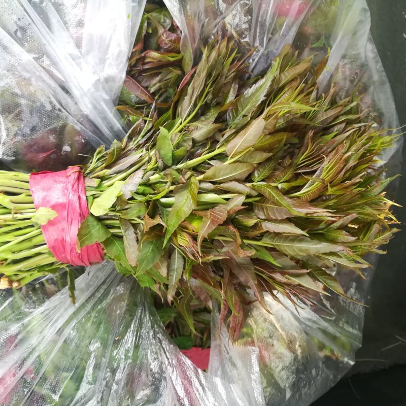 新鲜香椿芽上市
