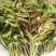 新鲜香椿芽上市