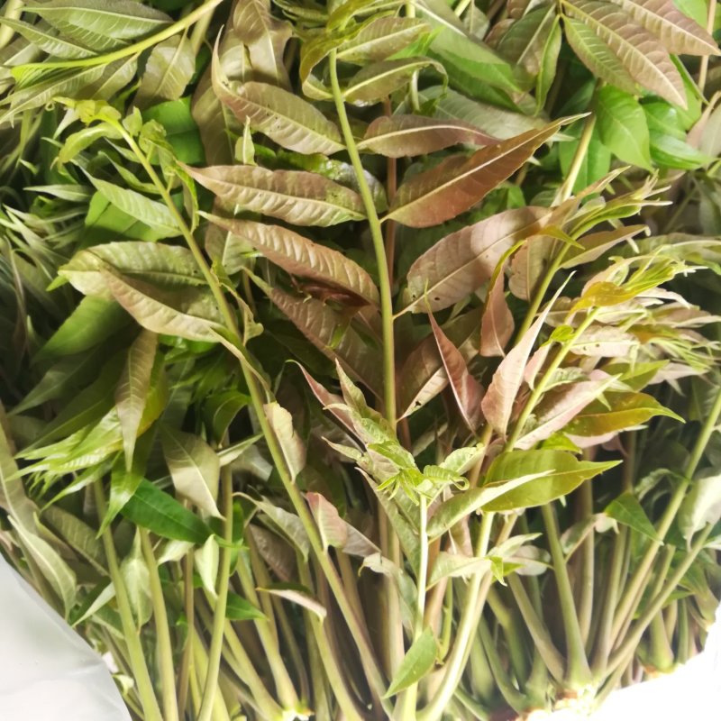 新鲜香椿芽上市