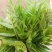 新鲜香椿芽上市