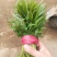 新鲜香椿芽上市