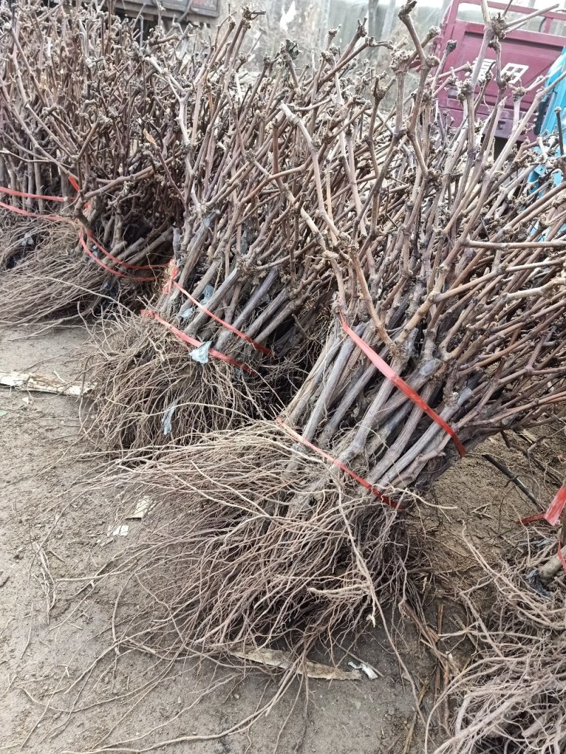 葡萄苗，金手指，阳光玫瑰，蓝莓，夏黑，红提，巨蜂等品种