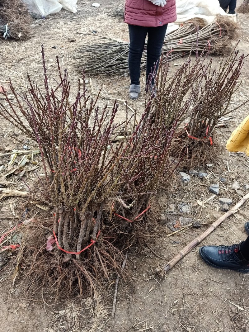 树葡萄，可作果园，盆景之美观量大从优自家种植给钱就卖